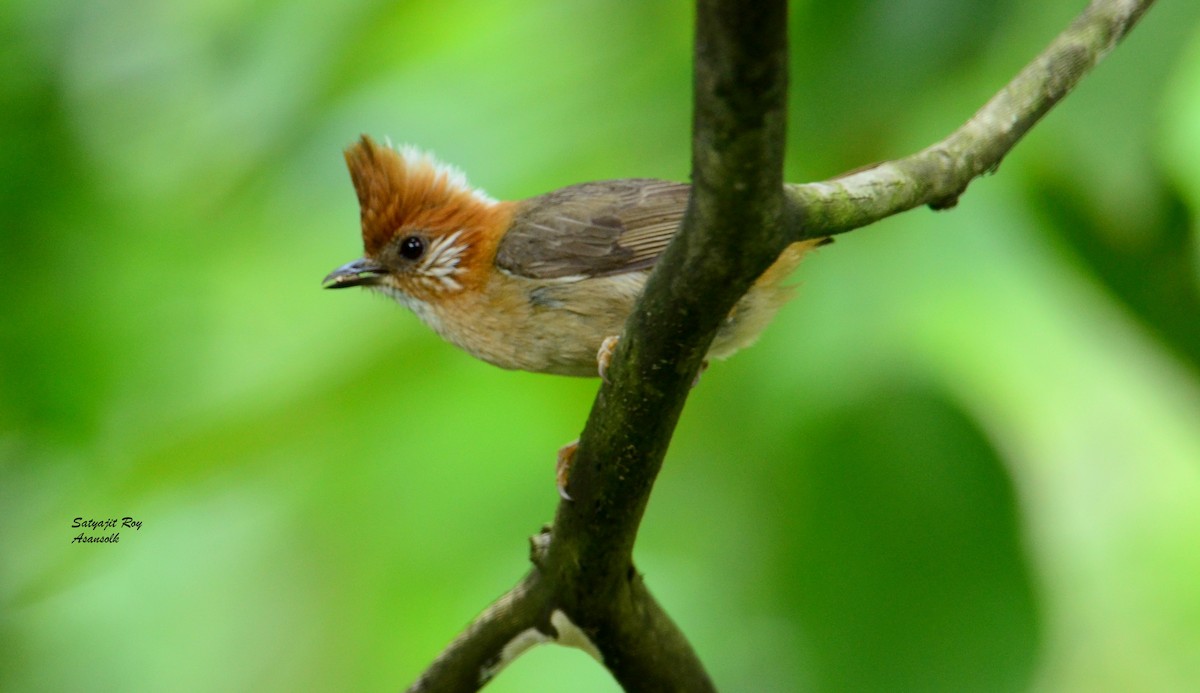 White-naped Yuhina - Satyajit Roy