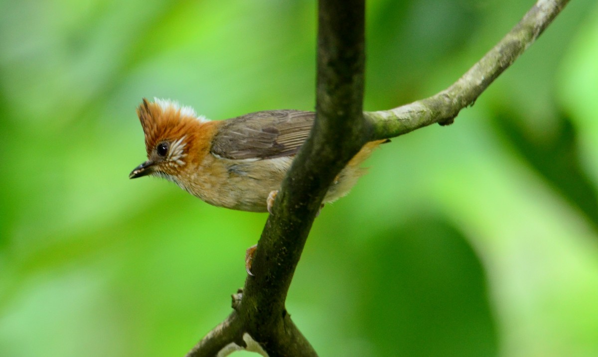 White-naped Yuhina - Satyajit Roy