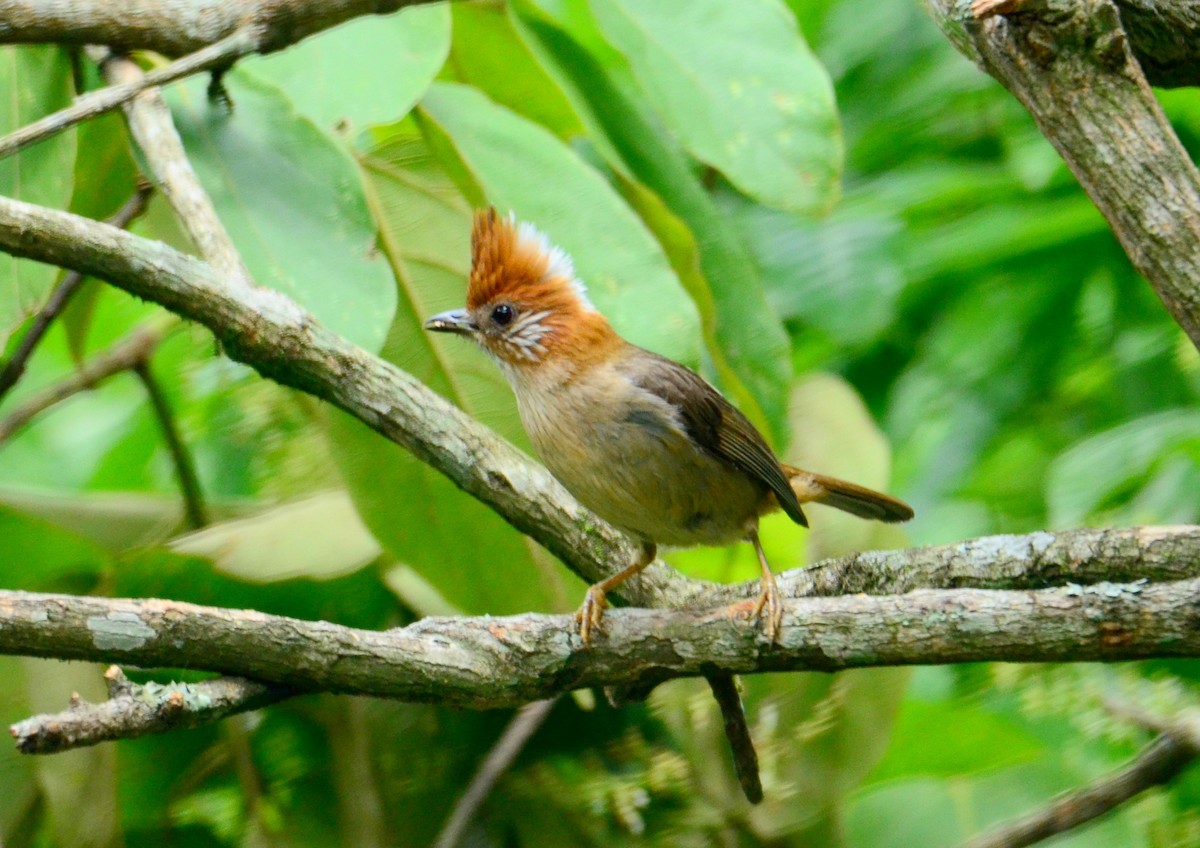 White-naped Yuhina - ML608684716