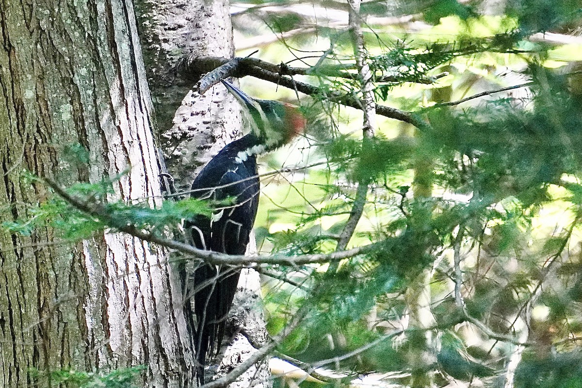 Pileated Woodpecker - Naven A