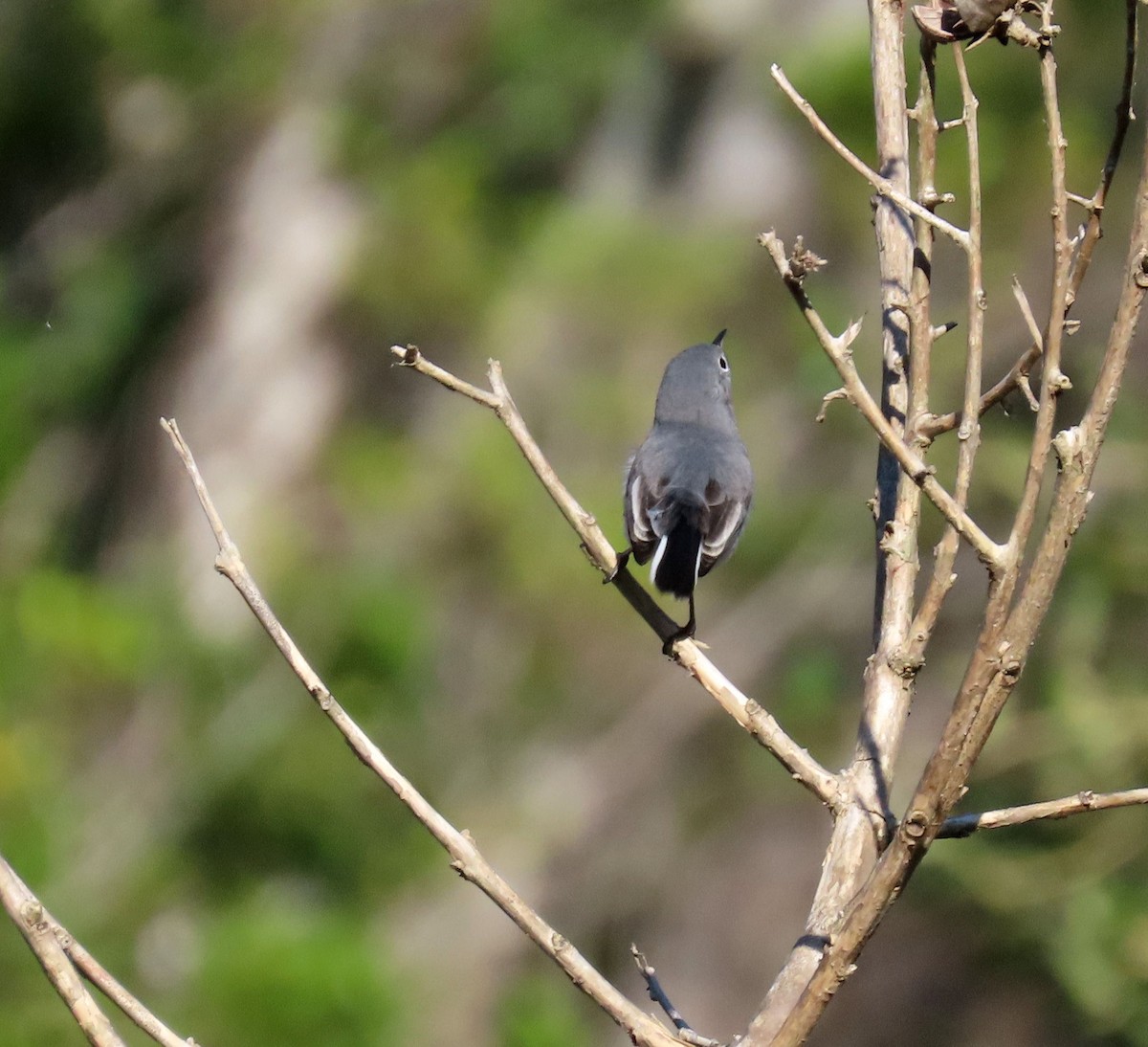 Blue-gray Gnatcatcher - ML608684823