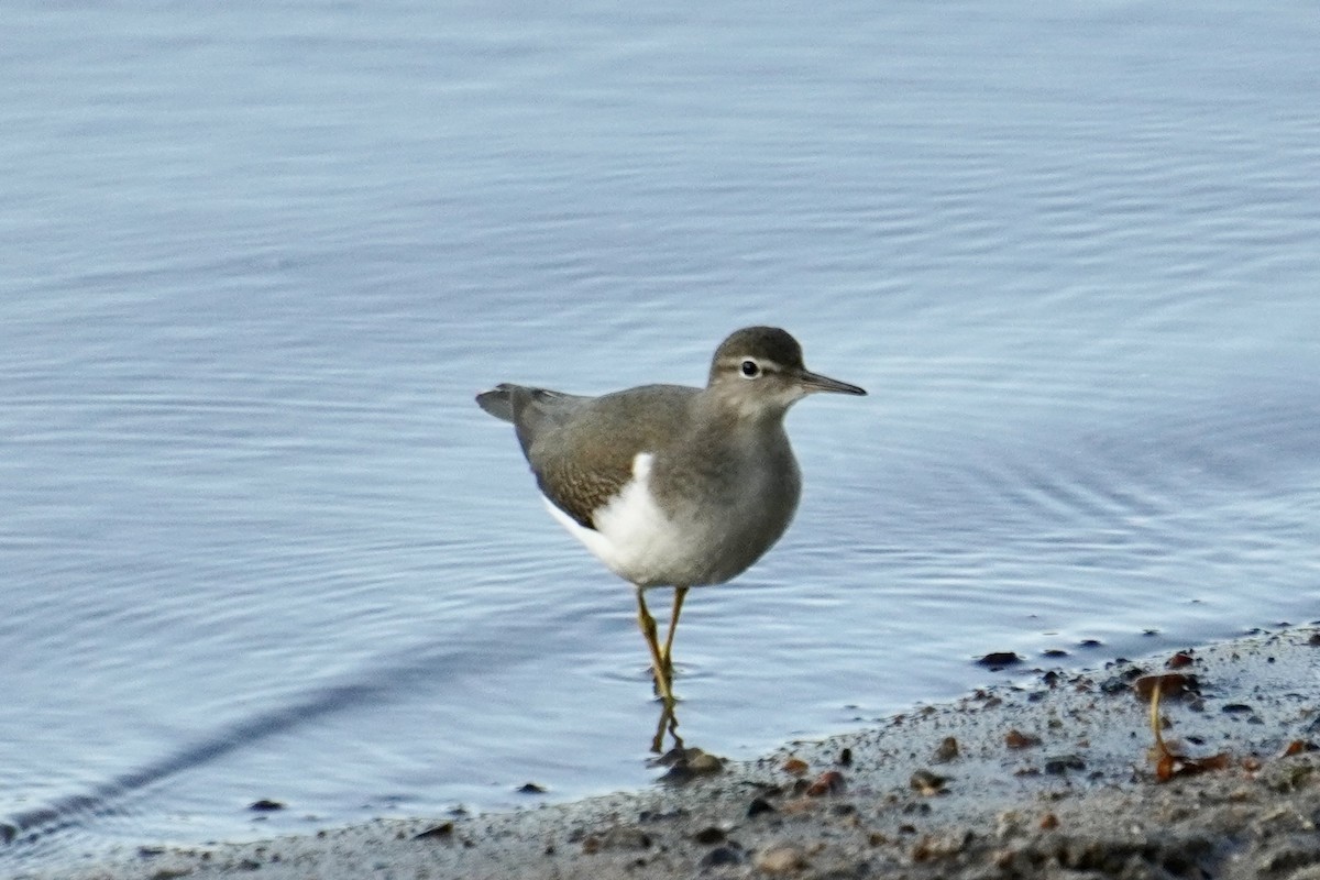Spotted Sandpiper - Naven A