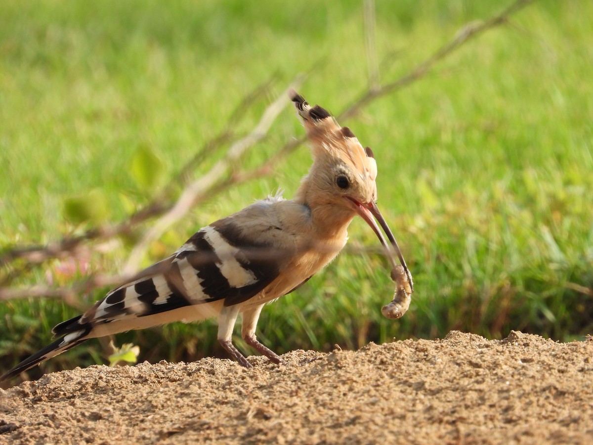 Eurasian Hoopoe - ML608684884