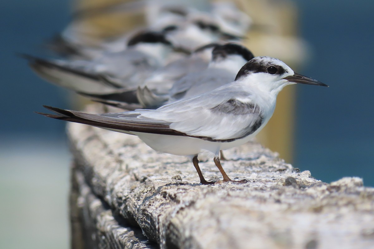 Least Tern - Kevin Christman