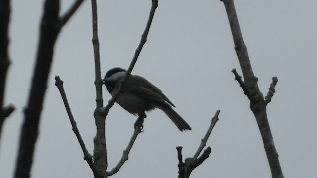 Carolina Chickadee - ML608684953