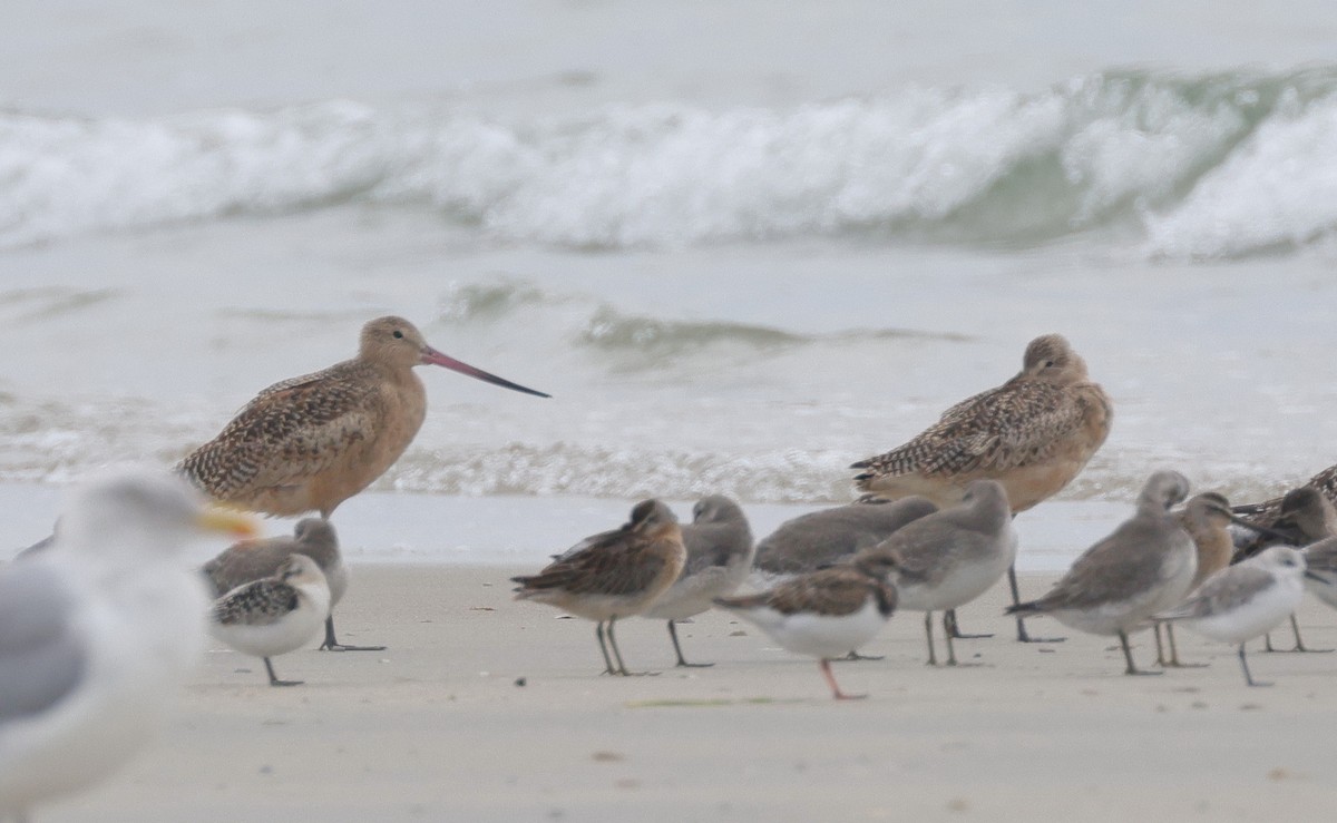 Marbled Godwit - ML608685002