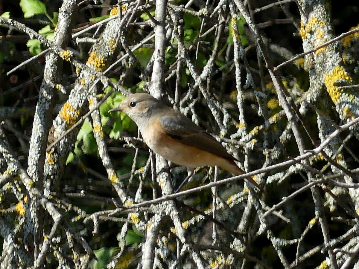 Common Redstart - ML608685006