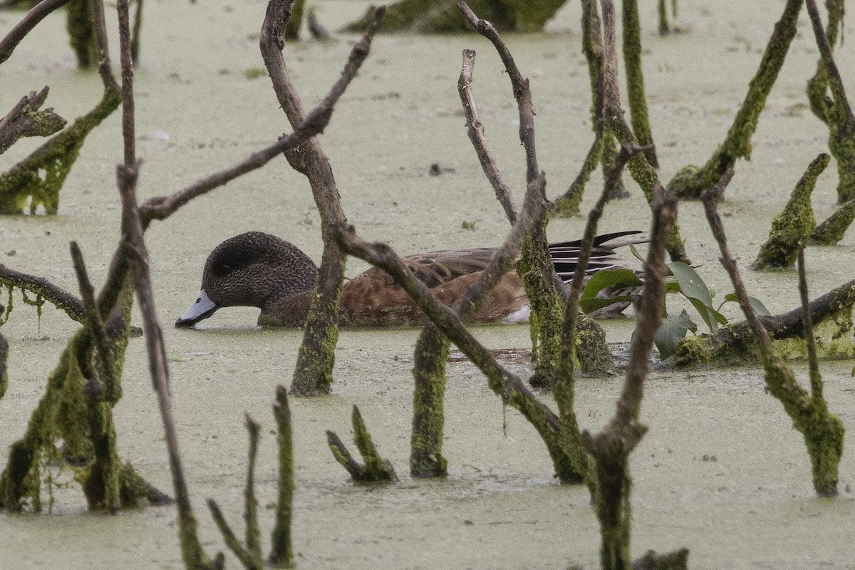 American Wigeon - ML608685133