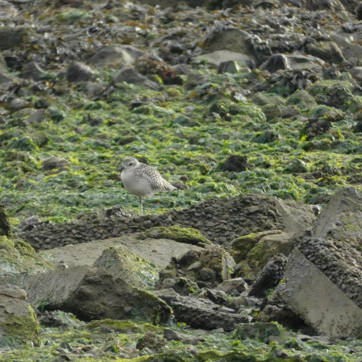 Black-bellied Plover - John Gardiner