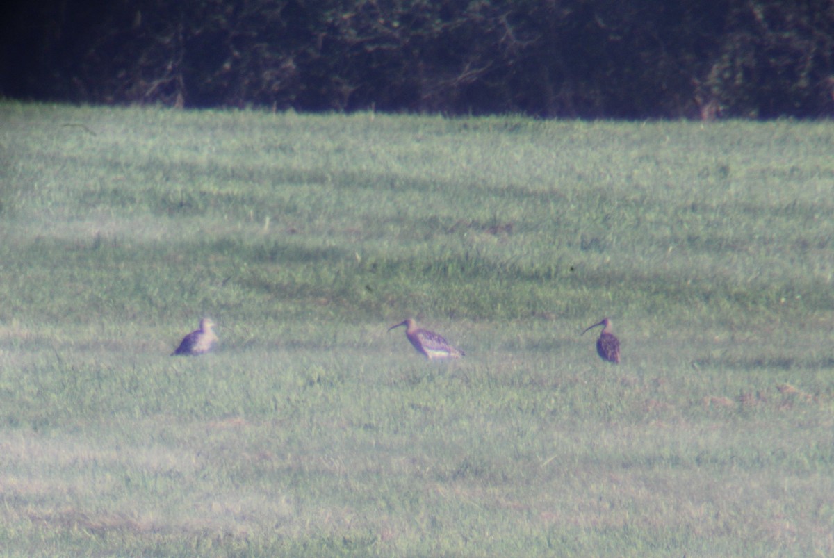 Eurasian Curlew - ML608685202