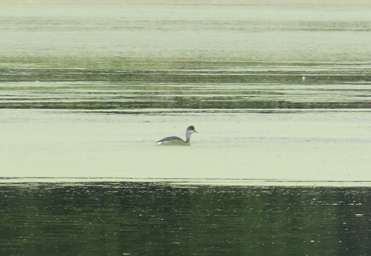 Eared Grebe - james holdsworth