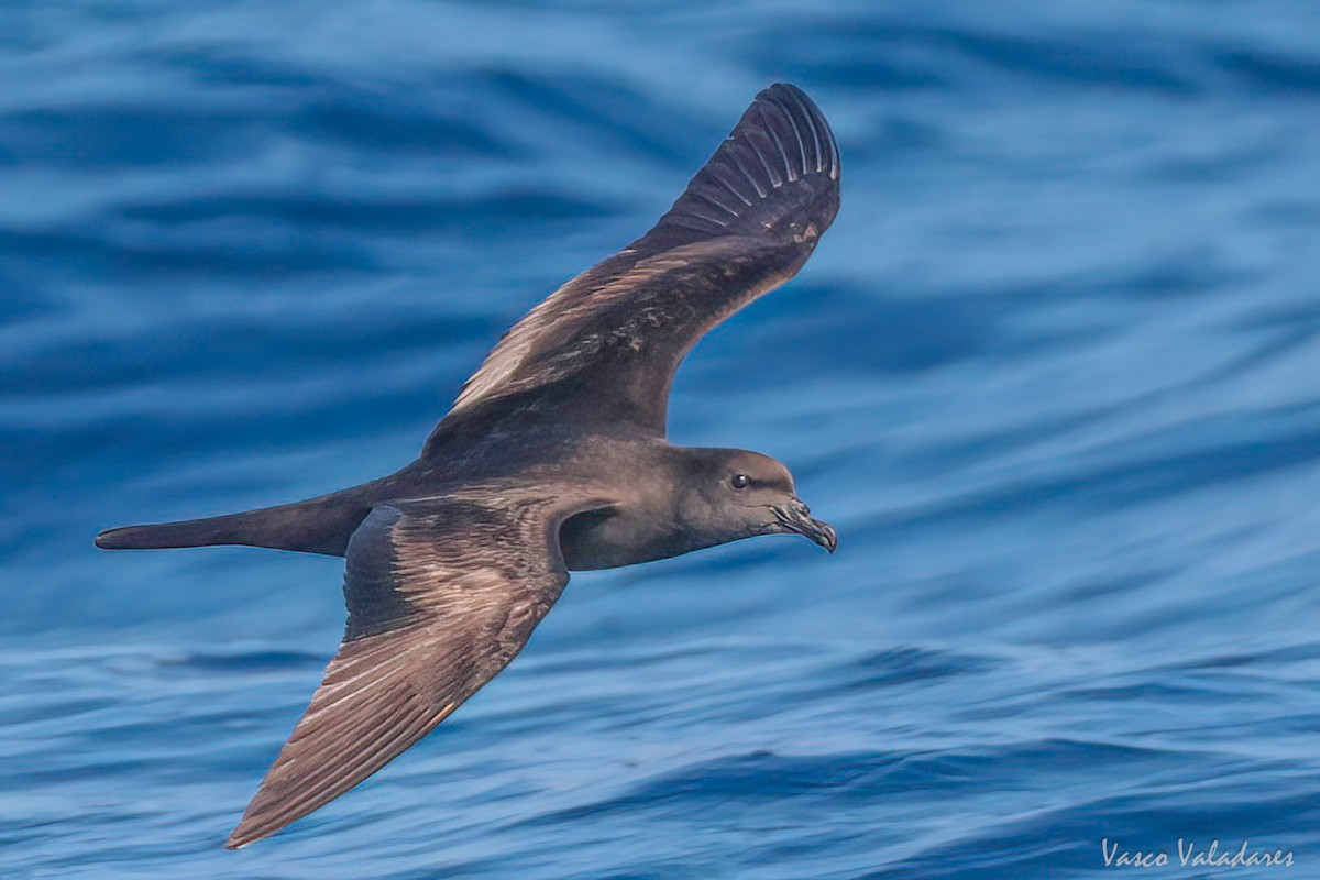 Bulwer's Petrel - Vasco Valadares