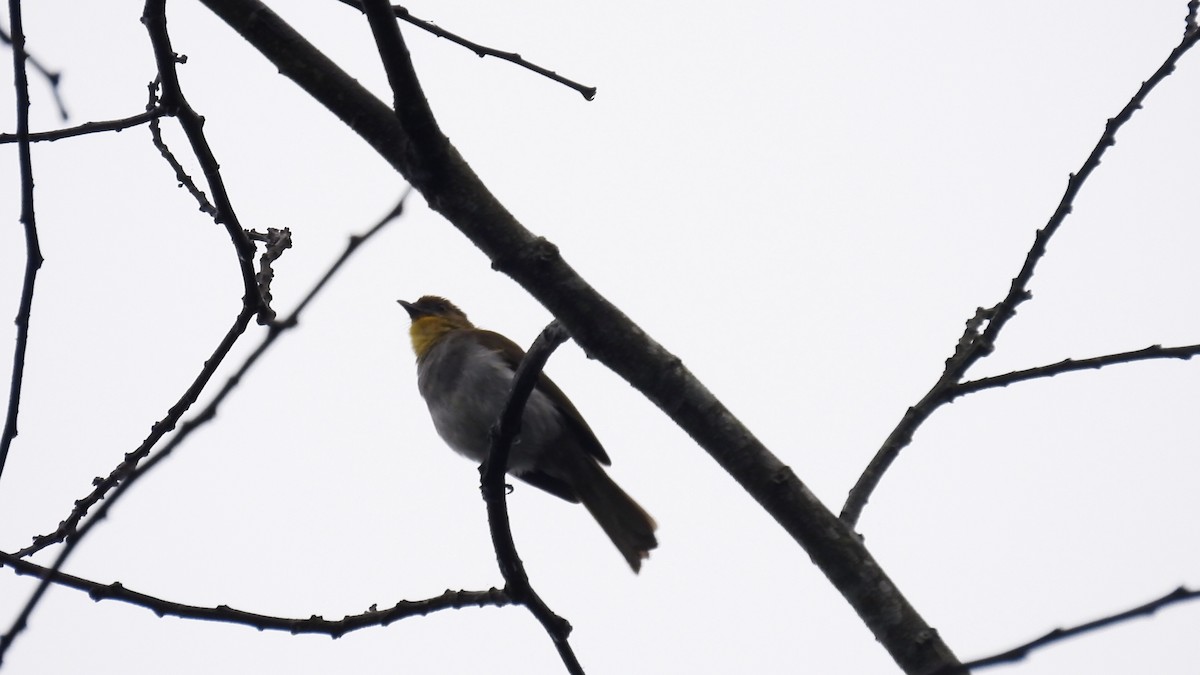 Yellow-necked Greenbul - ML608685472