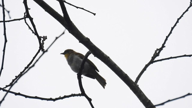 Yellow-necked Greenbul - ML608685481