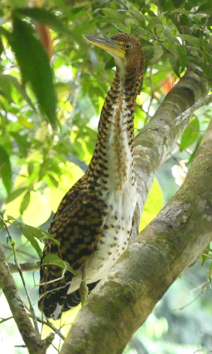 Fasciated Tiger-Heron - ML608685577