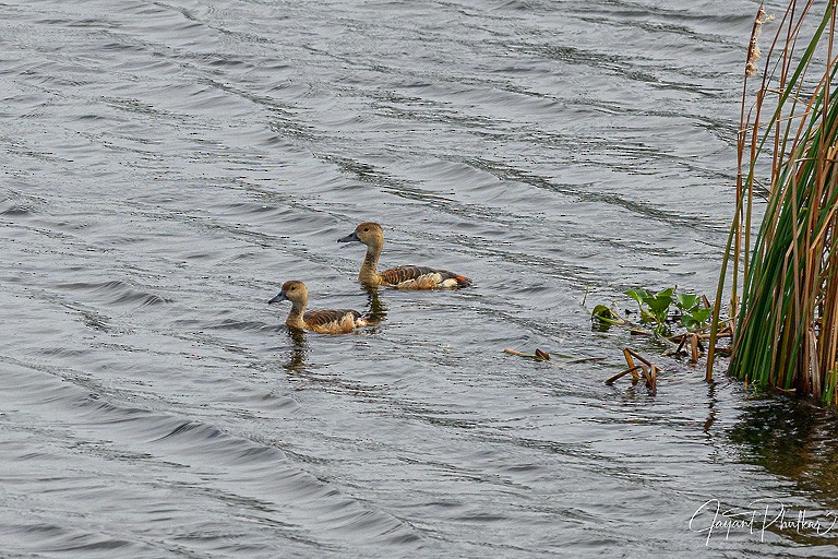 Lesser Whistling-Duck - ML608685708