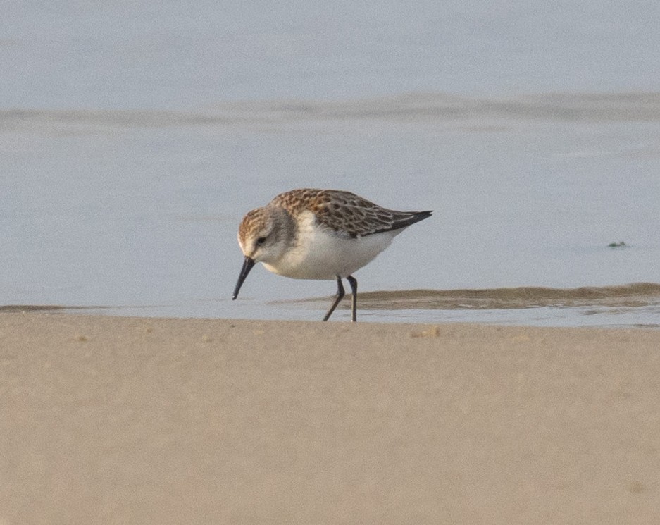 Western Sandpiper - ML608685781