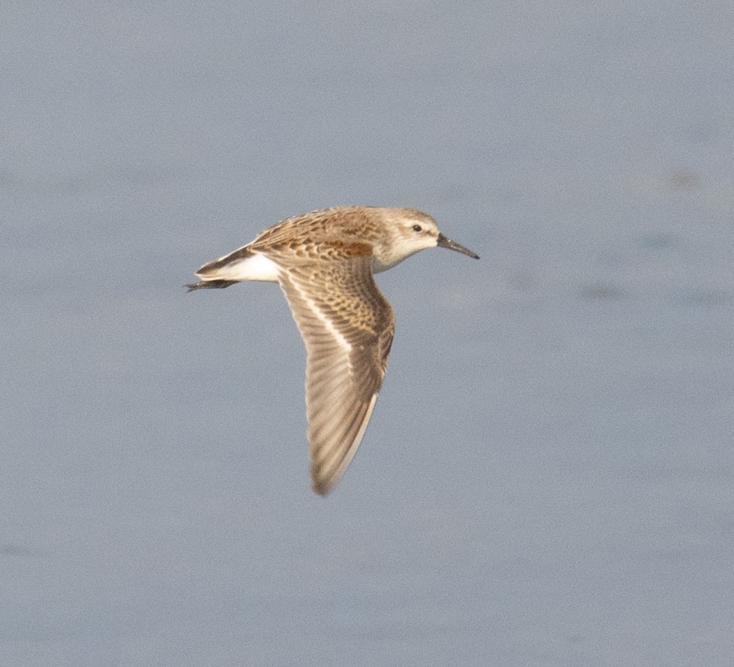 Western Sandpiper - ML608685782