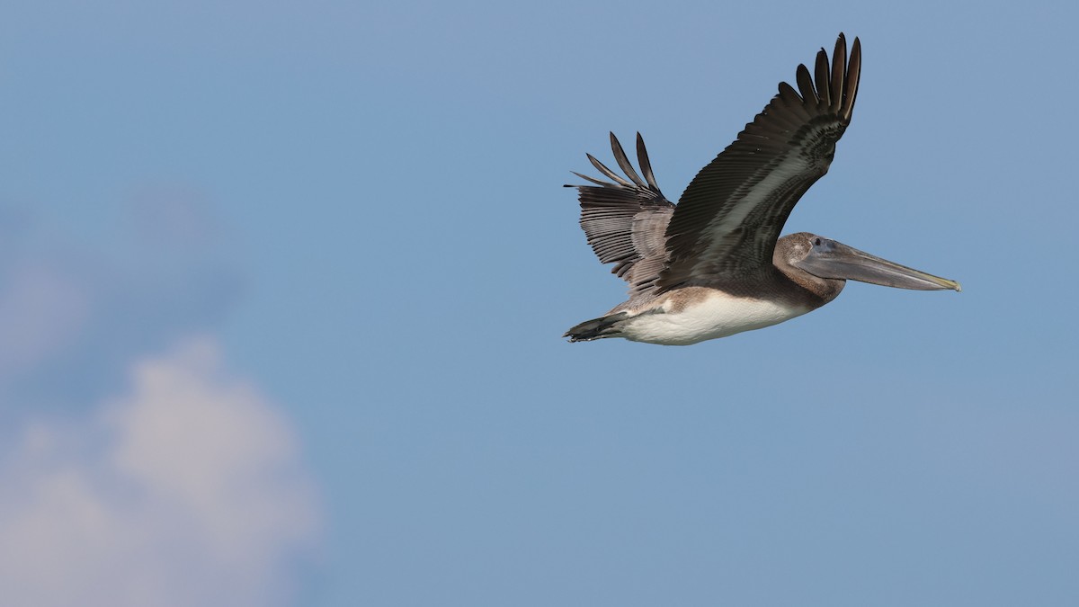 Brown Pelican - ML608685841