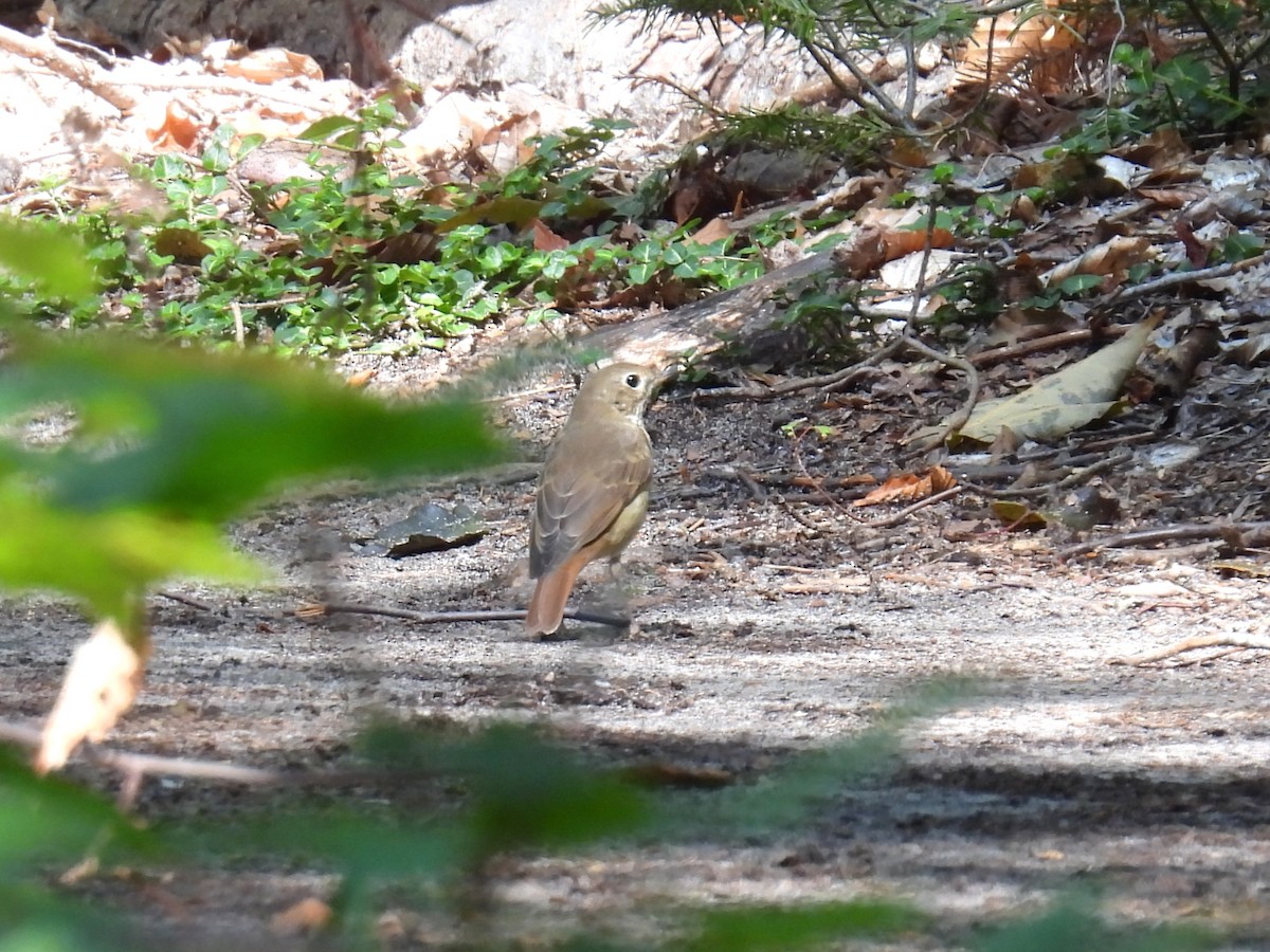 Hermit Thrush - ML608685868