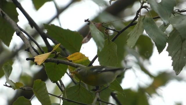 Northern Parula - ML608685890