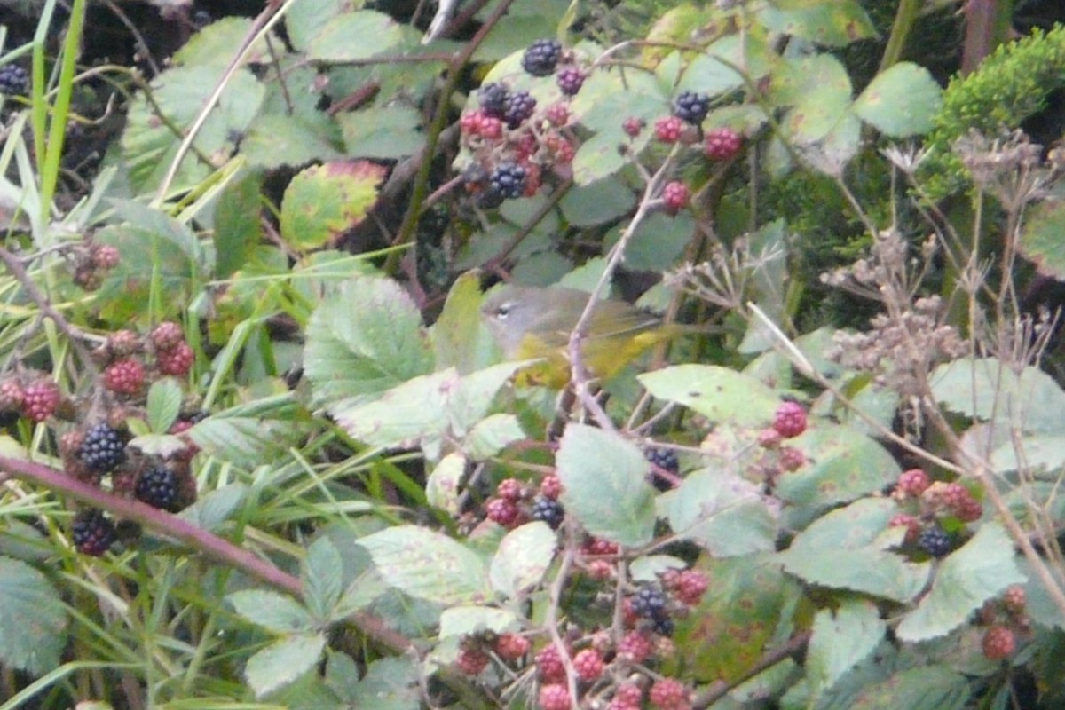 MacGillivray's Warbler - ML608685901