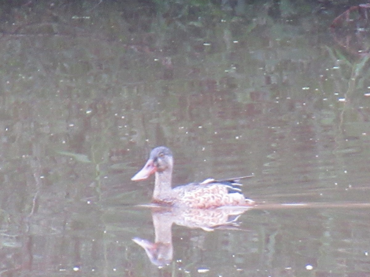 Northern Shoveler - ML608685965