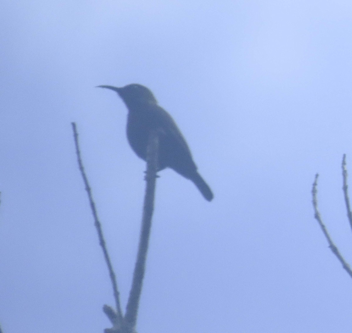 Buru Honeyeater - Brenda Frank and Tom Blackburn