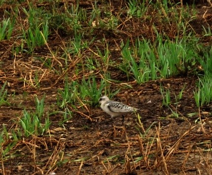 Bécasseau sanderling - ML608685983