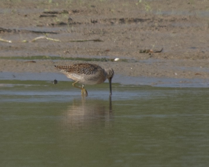 Short-billed Dowitcher - ML608686006