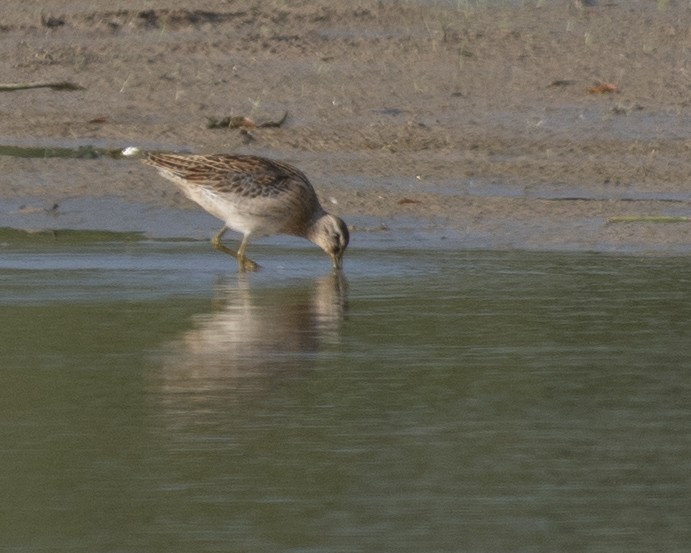 Short-billed Dowitcher - ML608686007