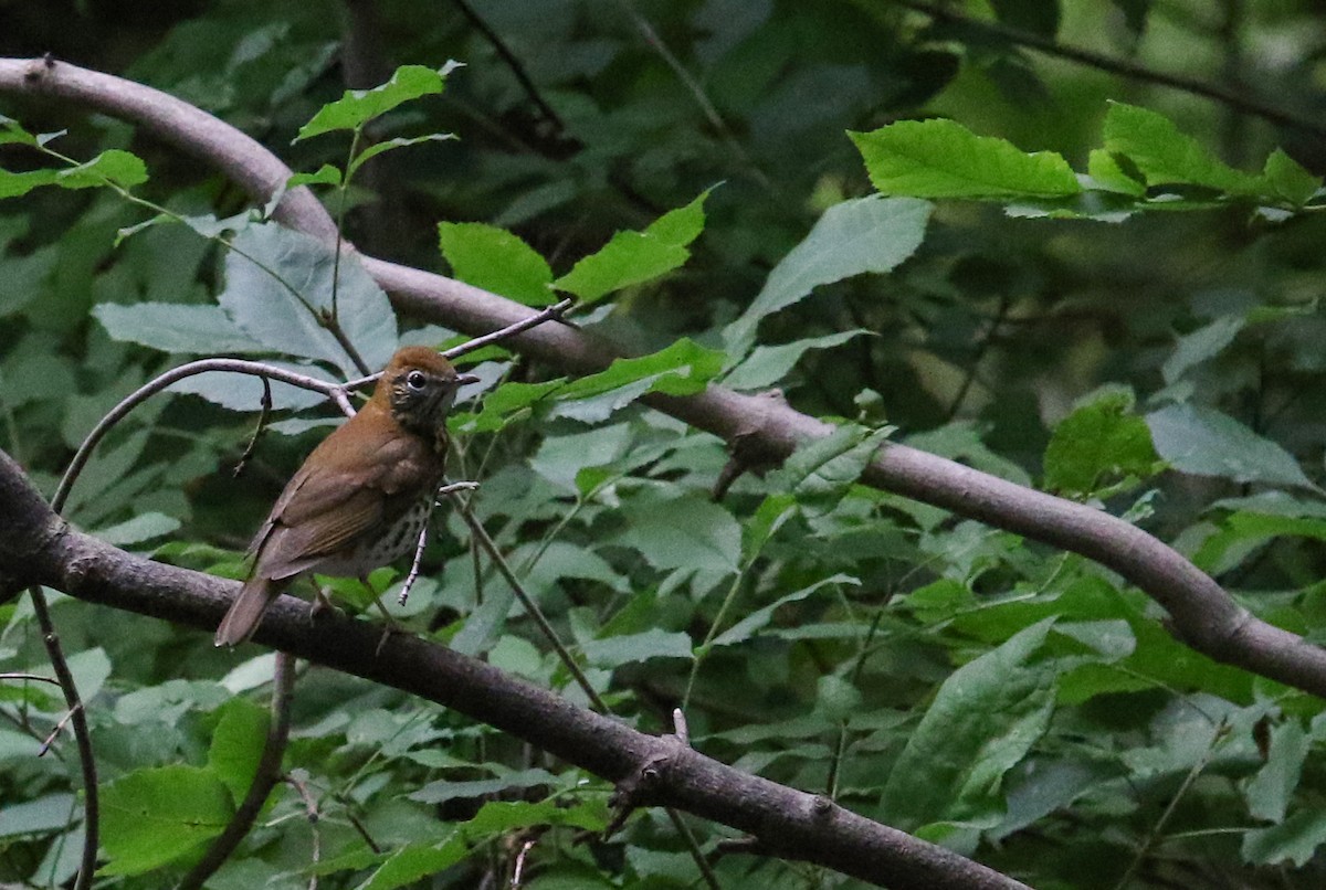 Wood Thrush - Myriam Berube