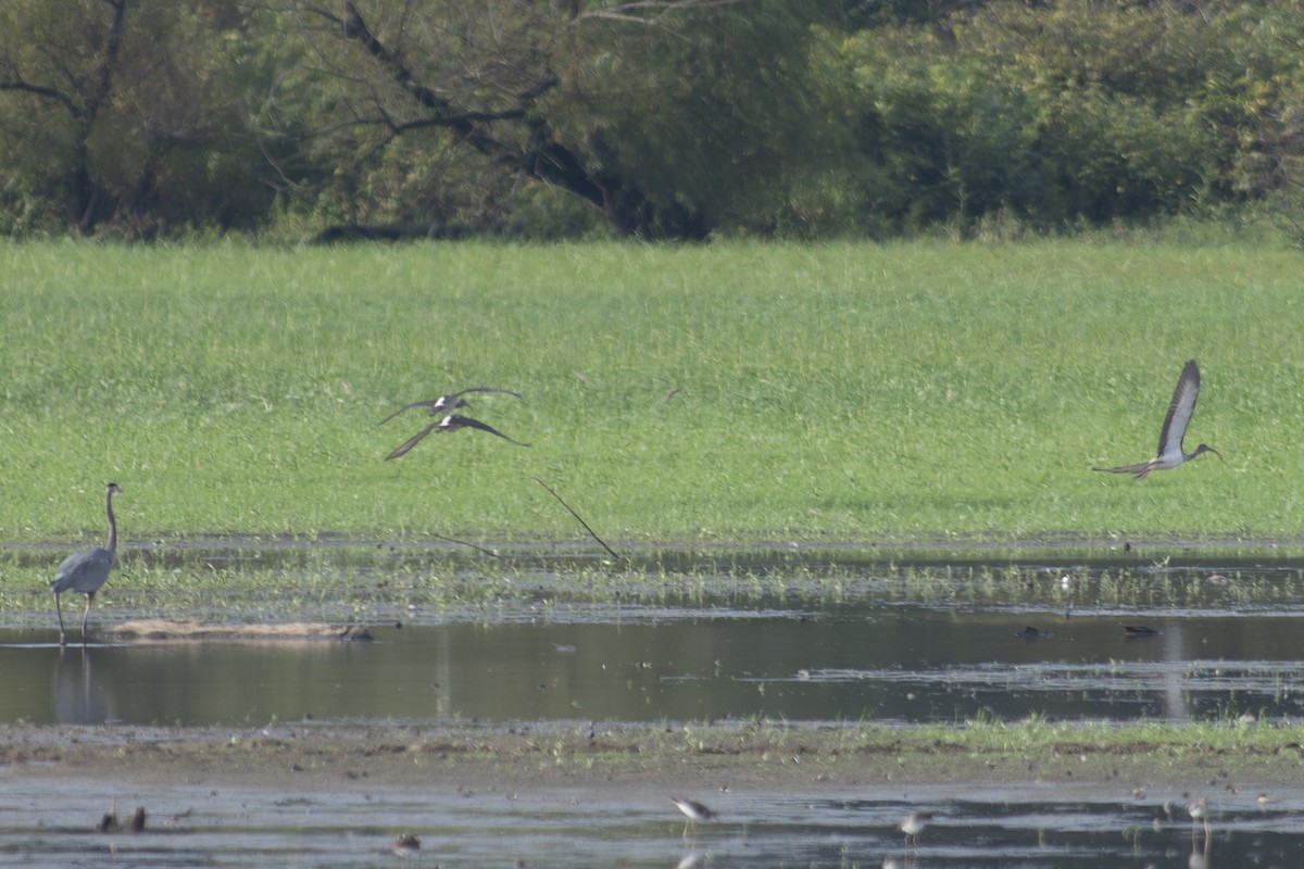 Ibis Blanco - ML608686031