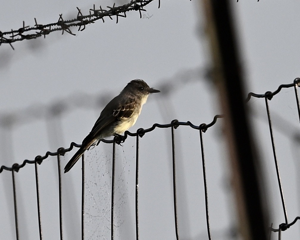 Eastern Phoebe - Joe Wujcik