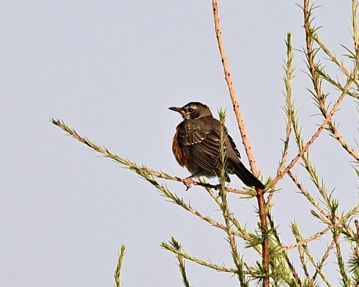 American Robin - Joe Wujcik