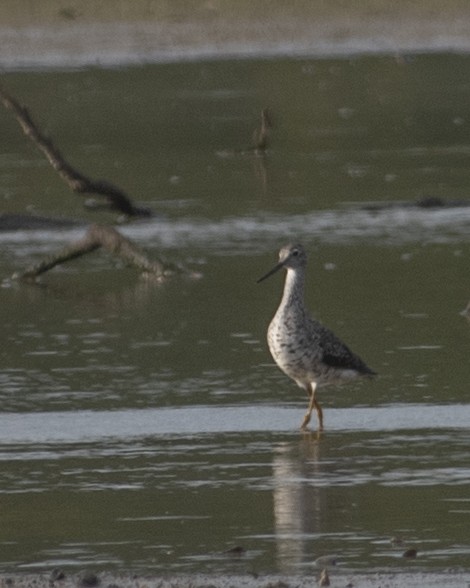 Greater Yellowlegs - ML608686067