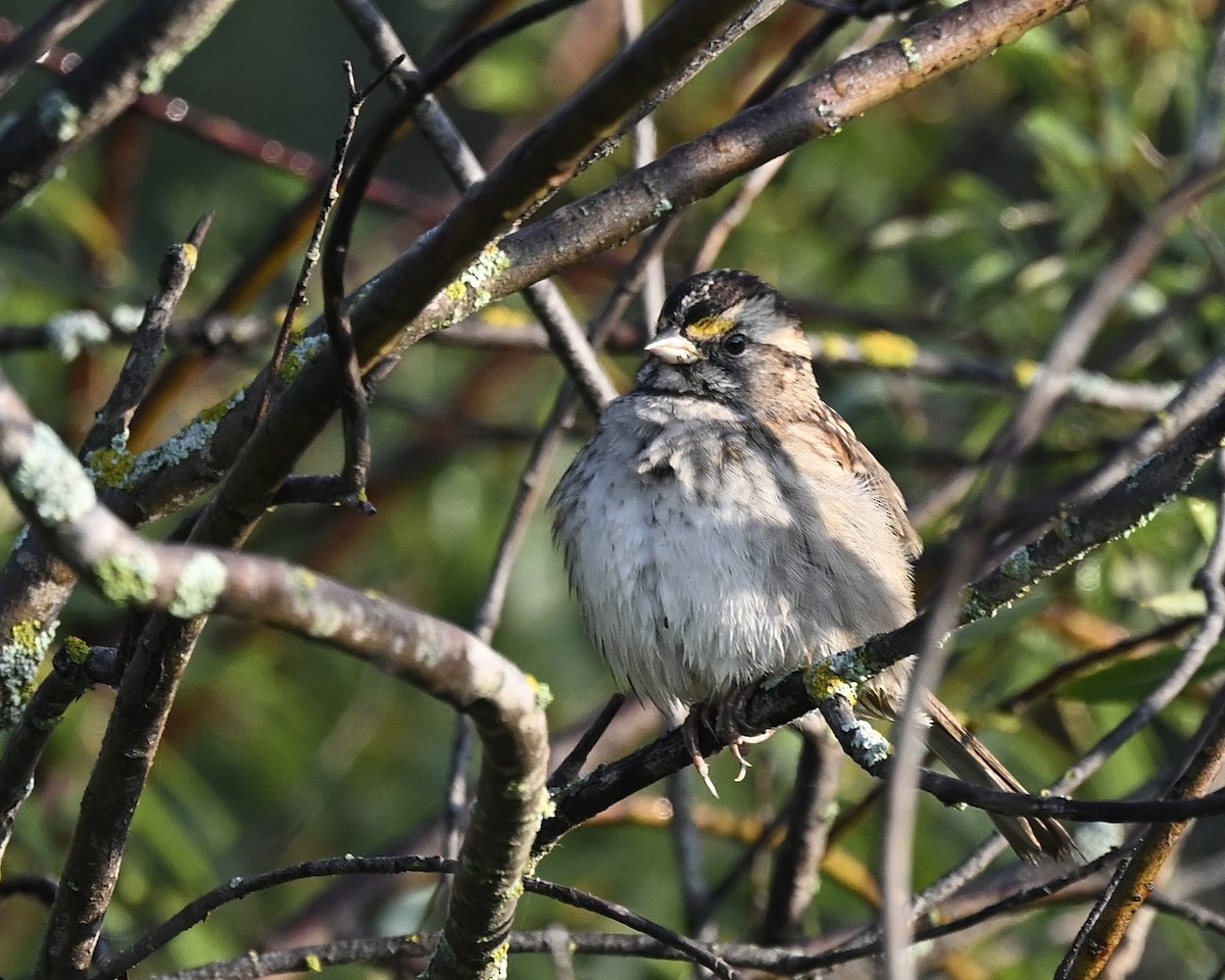 White-throated Sparrow - Joe Wujcik