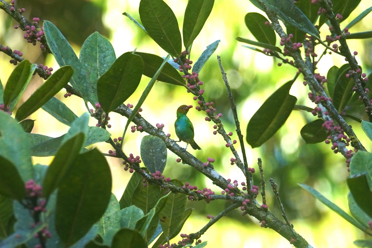 Bay-headed Tanager - ML608686081