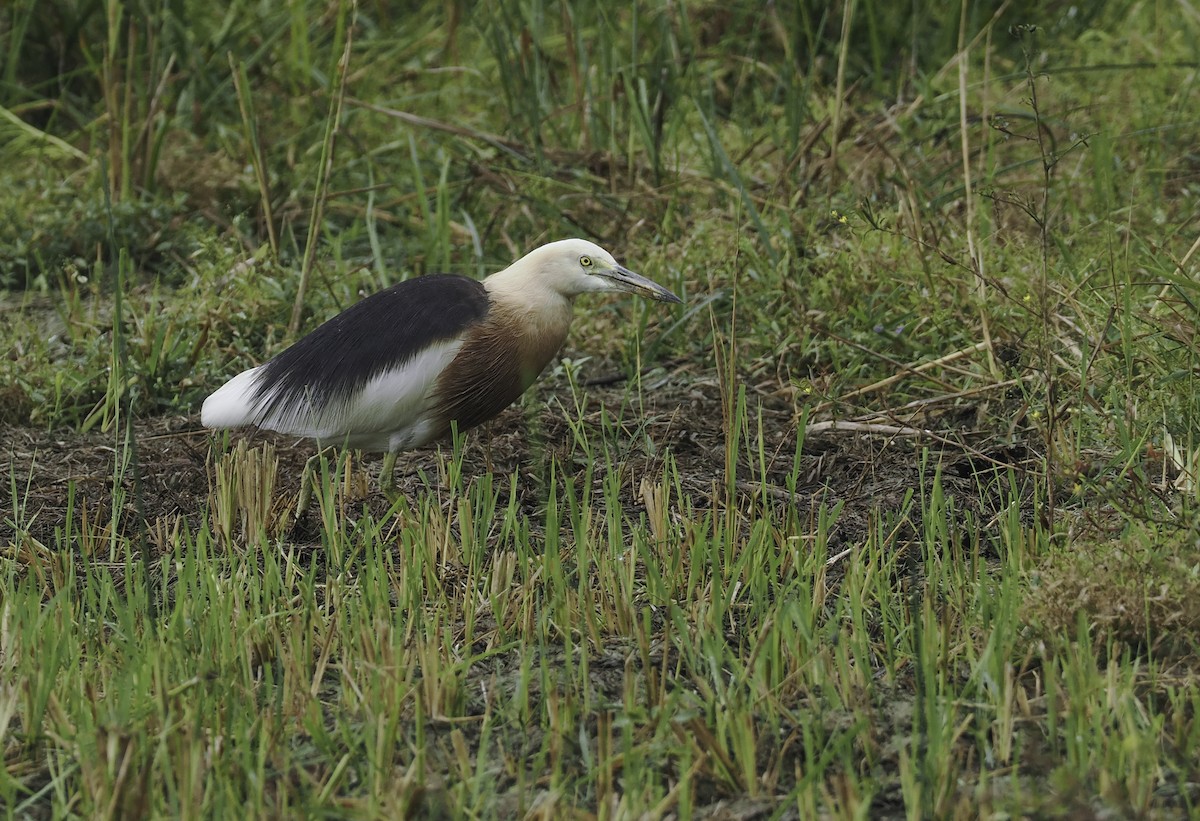 Javan Pond-Heron - Alex Berryman