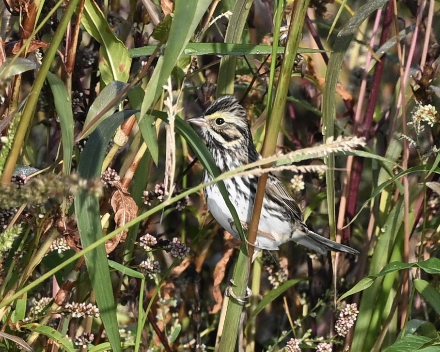 Savannah Sparrow - Joe Wujcik