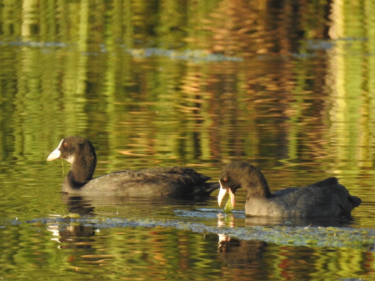 Eurasian Coot - Danuta Krzyżaniak