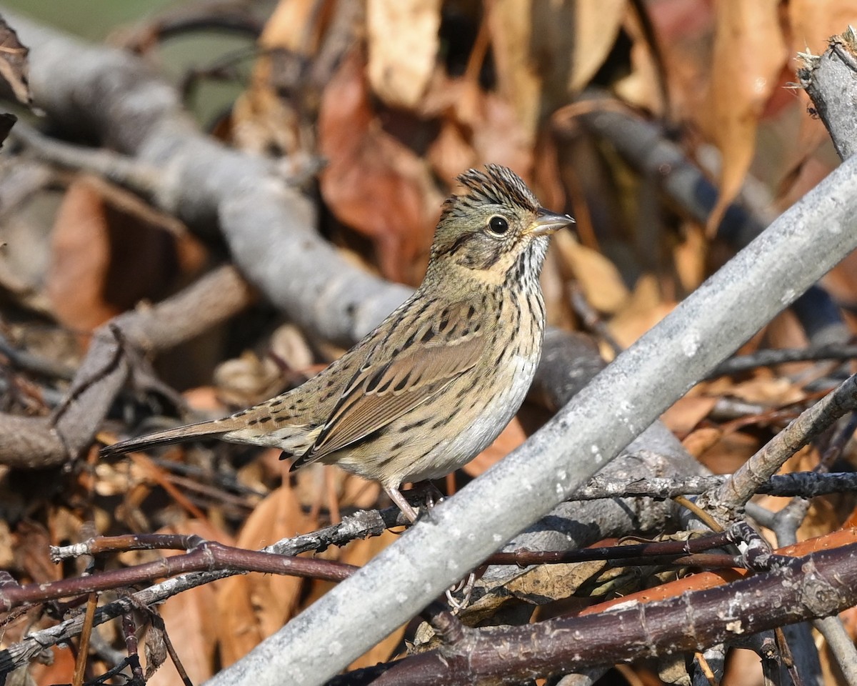 Lincoln's Sparrow - Joe Wujcik