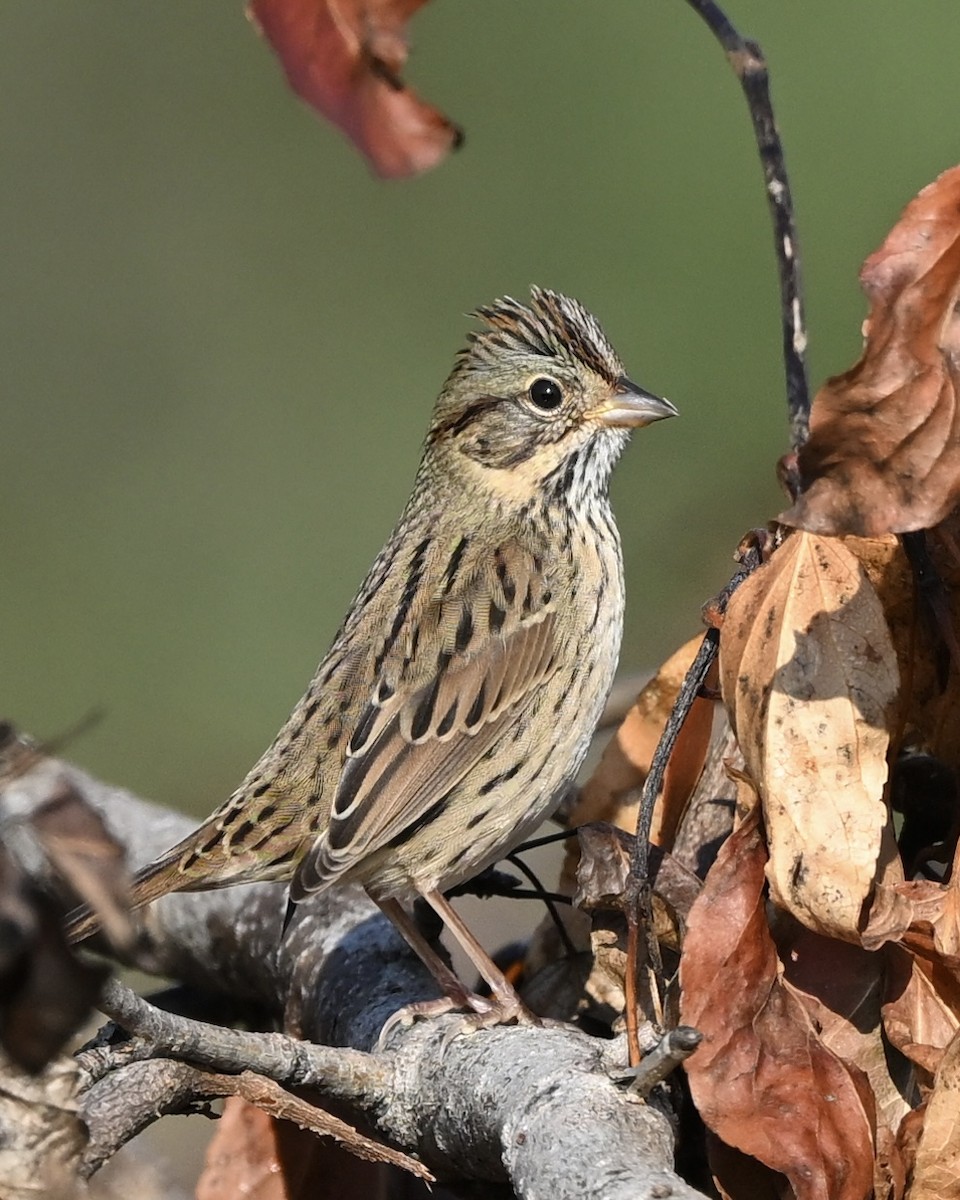 Lincoln's Sparrow - Joe Wujcik