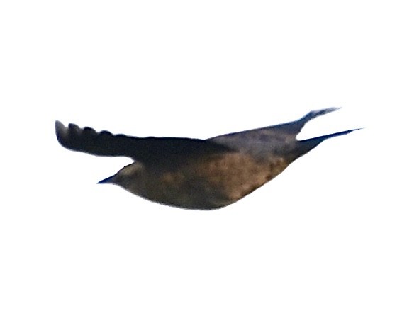 Rusty Blackbird - ML608686111