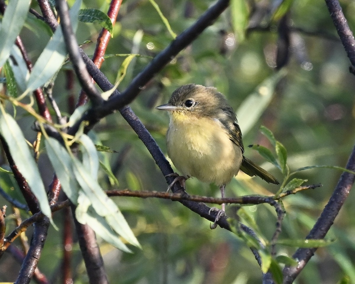 Common Yellowthroat - Joe Wujcik