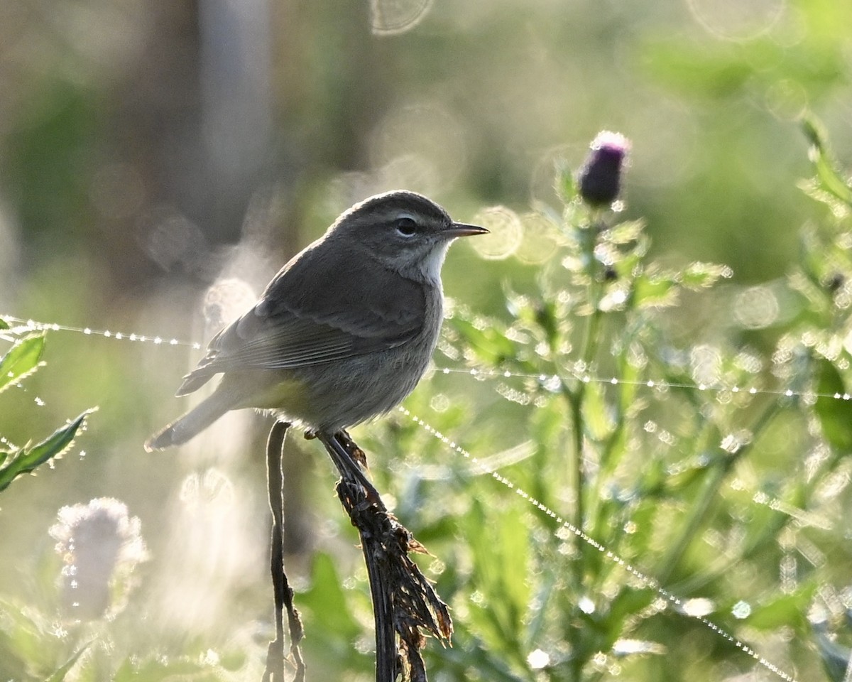 Palm Warbler - Joe Wujcik