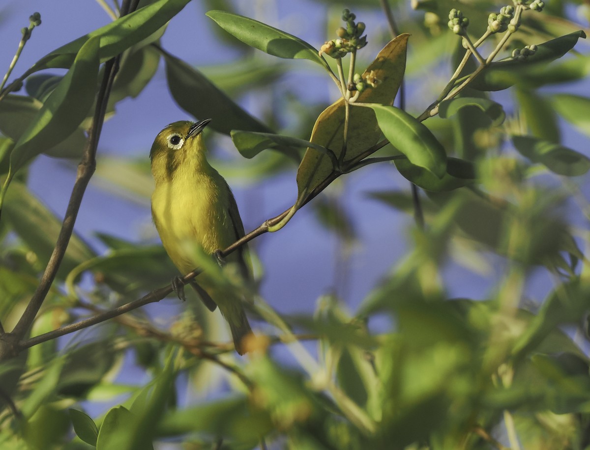 Javan White-eye - ML608686135