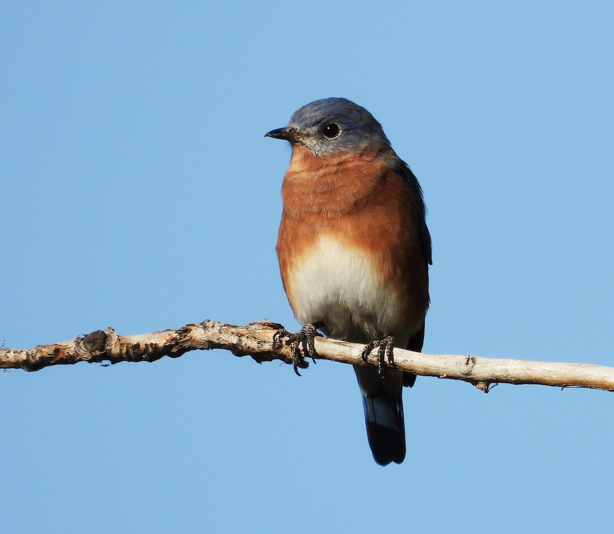 Eastern Bluebird - ML608686156