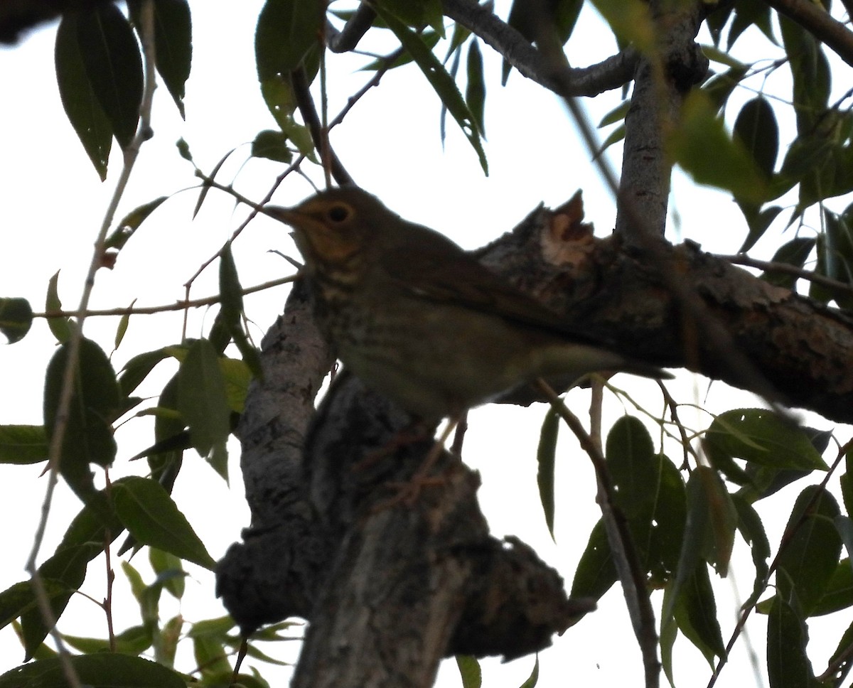 Swainson's Thrush - ML608686188