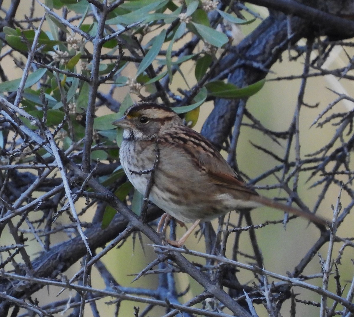White-throated Sparrow - ML608686199